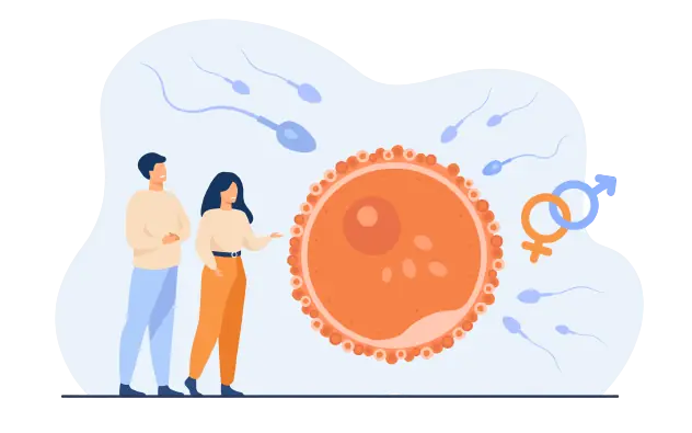 in vitro fertilisation ivf